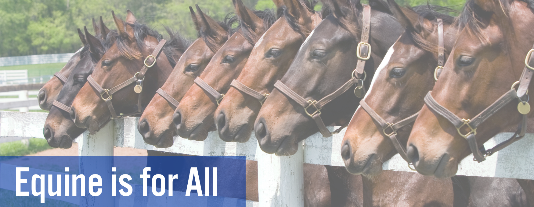 Equine is for All header; thoroughbreds at fence